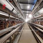Automatic Layer Battery Cage System H Frame For 30000 Birds Poultry Farm Emily