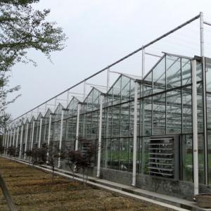 Quality 10 X 6 10 X 12 10 X 10 10 X 8 Commercial Glass Greenhouse Galvanized Steel Growing Flower Vegetable wholesale