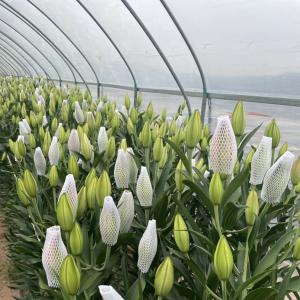 Quality Tunnel Greenhouse Cocopeat Growing System for Tomatoes and Strawberries Fast Shipping wholesale