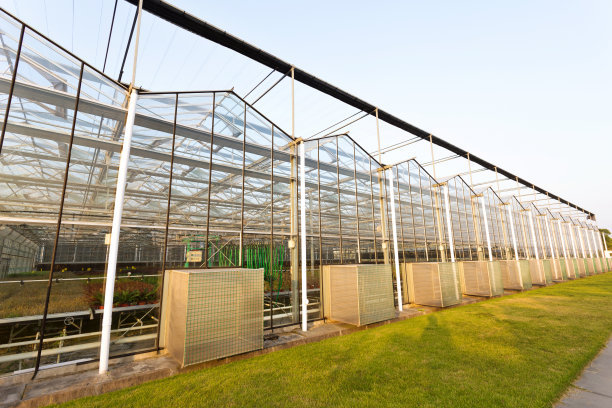 Intelligent Hydroponic Roses Greenhouse