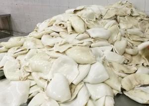 Quality frozen equator Squid 1000g 2000g Size wholesale