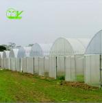 Film Covered Agricultural Tunnel Greenhouse for Growing Vegetables Fruits and