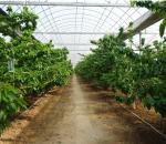 Revolutionary Hydroponic Vertical Farming Technology for Shipping Container