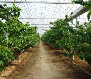 Quality Revolutionary Hydroponic Vertical Farming Technology for Shipping Container Greenhouse wholesale