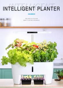 Quality Home Hydroponic Pots For Houseplants With Intelligent Circulating Water Pump And Watering wholesale