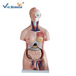 Educational Medical ScienceHuman Torso Model 85cm Unisex Torso 40 Parts