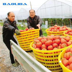 Quality Steel Structure Polythene Tunnel 4 Mil Plastic Sheeting Greenhouse wholesale
