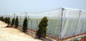 Quality Hdpe Insect Proof Net / Greenhouse Plastic Anti Insect Netting wholesale