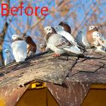 Bird Spikes for Pigeons Small Birds,Stainless Steel Bird Spikes -No More Bird