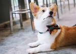 Fancy Wedding Female Dog Bowtie Collar Set For Holiday