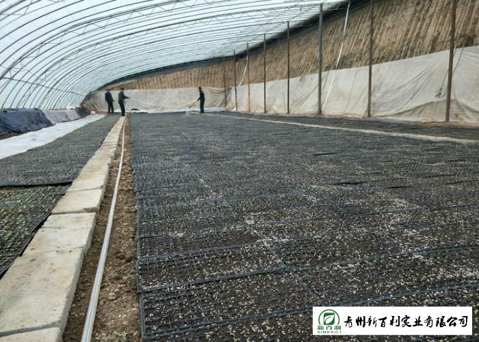 No Stain Organic Napa Cabbage Improve Digestion Supply For Wholesaler