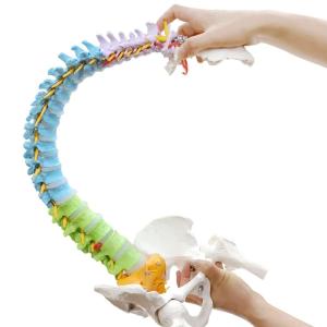 Quality Colored Spine Anatomical Skeleton Model Pelvis Femur Heads wholesale
