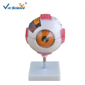 Quality Human Eye Anatomical 55cm Model wholesale