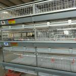 208 Birds Broiler Chicken Cage
