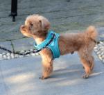 Small Kitten Nylon Pet Harness Vest Large Fat Anxiety Cat Vest Easy Walk