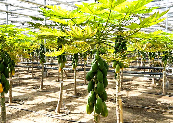 Waterproof Scientific Research Greenhouse Easily Assembled OEM / ODM Design