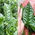 Dry and ventilated Dark Chinese Tea Health Natural weight loss