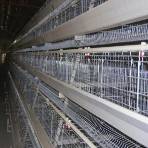Quality Soncap 128 Birds/Set 4 Layer Chicken Cage For Laying Hens 8436290000 wholesale