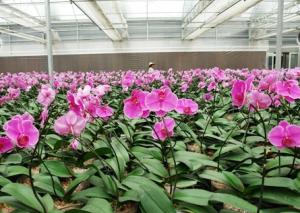Quality Flower Greenhouse wholesale