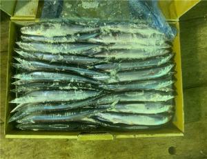 Quality #3 90g 100g Individual Quick Frozen Pacific Saury wholesale