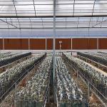 Clear Plastic Grow Tunnel / Agriculture Farm Plastic Tunnel Greenhouse