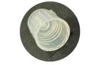 ISO9001 18/410 Plastic Bottle Parts Flip Top Caps