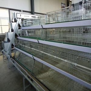 Quality Poultry House Layer 180 / 240 Baby Chick Cage A Type With Feeders wholesale