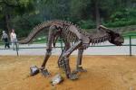 Simulation Fiberglass Complete Dinosaur Fossil For Entertainment Park