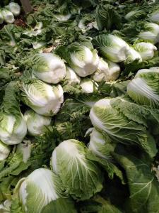 Quality Lower Blood Pressure Green Flat Head Cabbage Low In Calories Rich Vitamin C wholesale