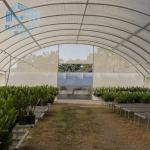 Fruit And Veggies PE Film Greenhouse Single Polyethylene Film Greenhouse