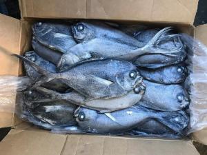 Quality Fresh 500G-1000G Frozen Black Pomfret Fish For Restaurant wholesale