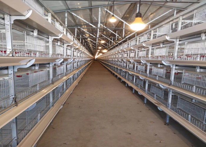 Industrial Broiler House Equipment Wire Chicken Cages ISO9001 Approved