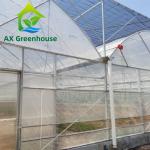 Strawberries Plastic Film Greenhouse