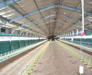 Quality Prefab Metal Structure Building Dairy Cow Shed Goat Farming House Light Steel Frame Horse Barn Steel Structure Poultry House wholesale