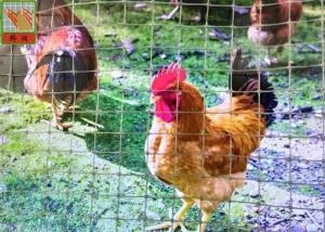Quality Gray Plastic Poultry Nets, Plastic Poultry Netting, 1M High, 30M Length, Garden Mesh wholesale