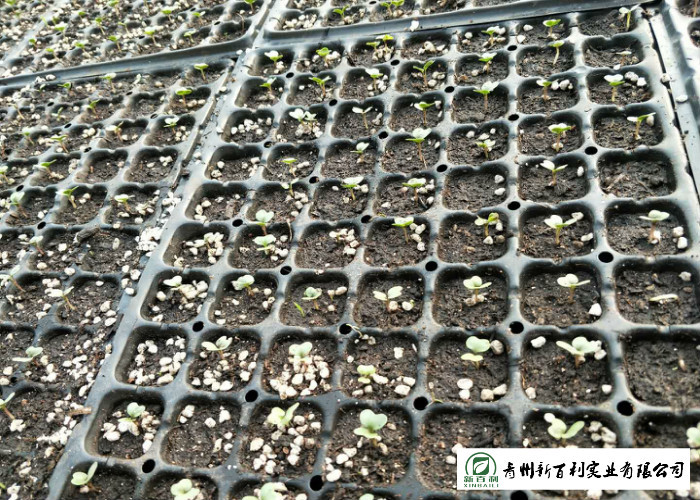 Clean Healthy Raw Green Cabbage , Small Round Cabbage No Pollution