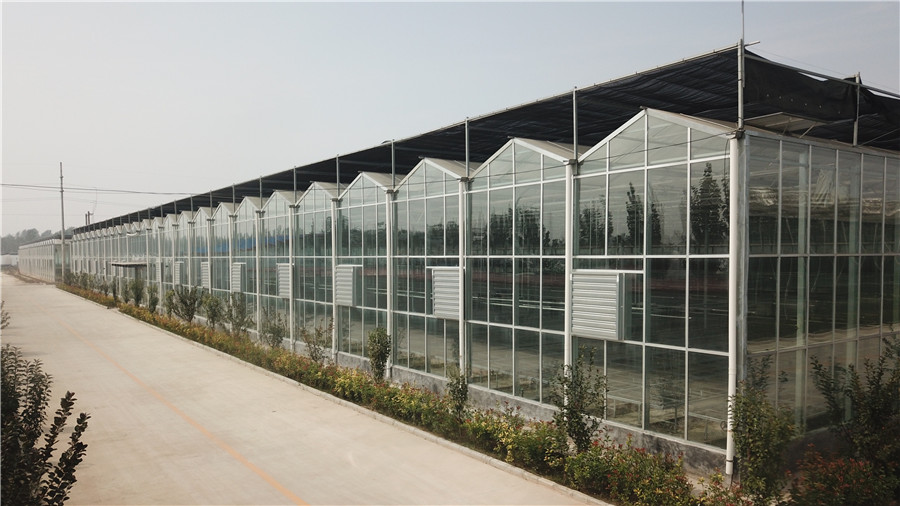 Large Size Transparent Glass Greenhouse Super Strong Resistance and Hydroponics System