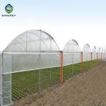 Elliptical Pepper 8.0m Plastic Polyethylene Film Greenhouse