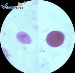 Quality Commercial Parasitology Microscope Slides Microscope Slide Cover Glass 100 Pcs wholesale