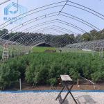 PE Film Growing Cabbage Agriculture Single-Span 10m Width Tunnel Plastic