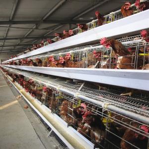Quality A Type Animal Poultry Layer Chicken Cage Farm Equipment For Chicken House wholesale
