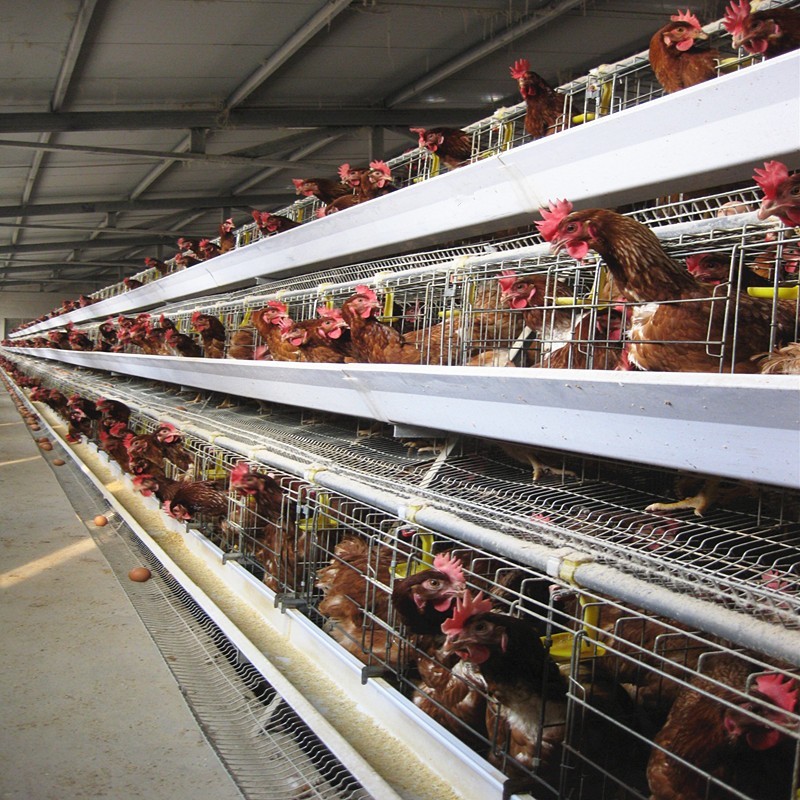 Automatic Egg Layer Chicken Cage Poultry Equipment For South Africa Farm