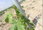 Waterproof Metal Grape Vine Stakes Hot Dipped Galvanized Eco Friendly