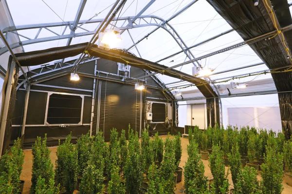 Agricultural Tunnel Fully Automated Light Deprivation Greenhouse Single span
