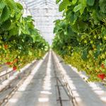 Galvanized Steel Frame Greenhouse Grown Strawberries Simple Structure