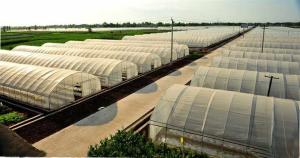 Quality Small Size Single Tunnel Greenhouse Galvanized Tube Frame Span Width 6 / 8 / 10m wholesale