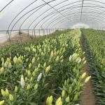 Multi-Span Commercial Greenhouse Hydroponic Growing System for Fruits and