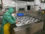 DJL High Quality Seafood Iqf Machine / Industrial Freezer Cryogenic Freezer