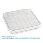 Polystyrene Square Integrid Petri Dish Container for School Lab Science