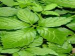 Gypenoside≥ 20%, 80%,95%,98% Gynostemma Pentaphyllum Extract --gynostemma
